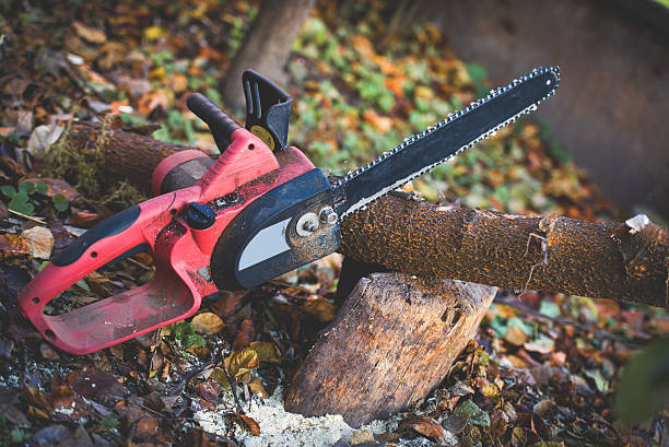 Trusted Montrose, MN Tree Care Experts